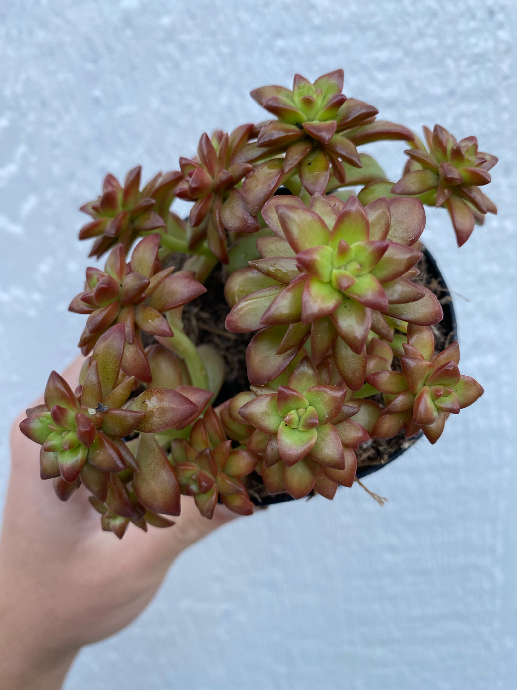 Sedum Adolphi ‘Shooting Star’