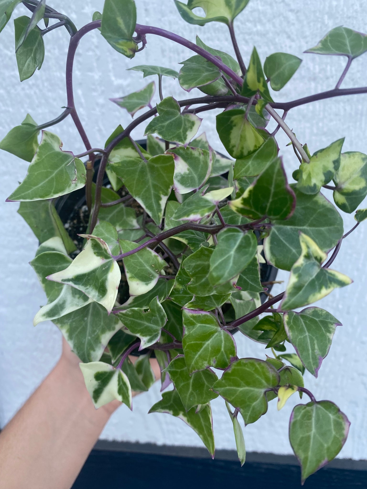 ivy succulent plant Senecio Macroglossus Variegated (Wax Ivy) – In Succulent Love
