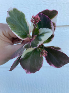 Kalanchoe Blossfeldiana Variegata
