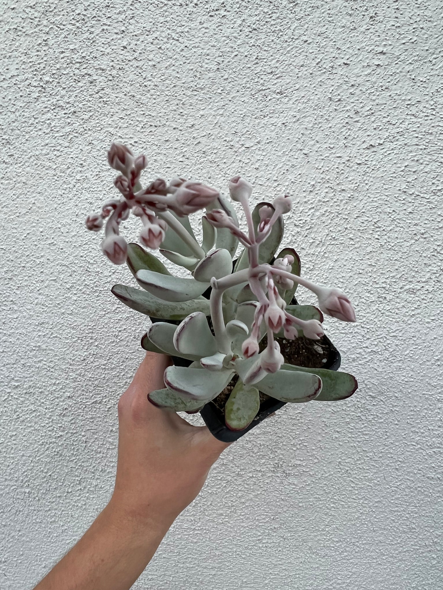 silver gray succulent Cotyledon Silver Peak – In Succulent Love