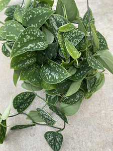 Scindapsus pictus 'Argyraeus' (Pothos Satin)