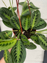 Lemon Lime Maranta ( Green Prayer Plant )