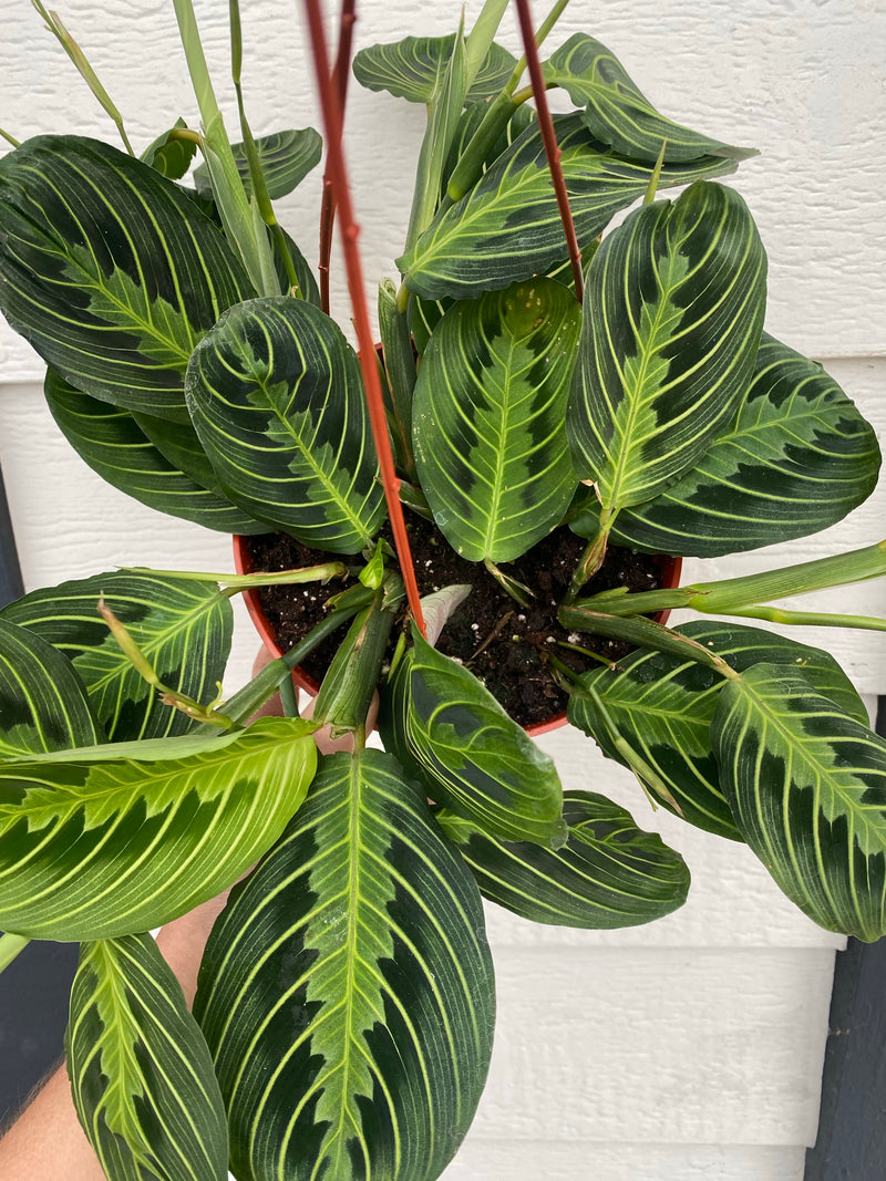 lime green prayer plant Lemon Lime Maranta ( Green Prayer Plant ) – In Succulent Love