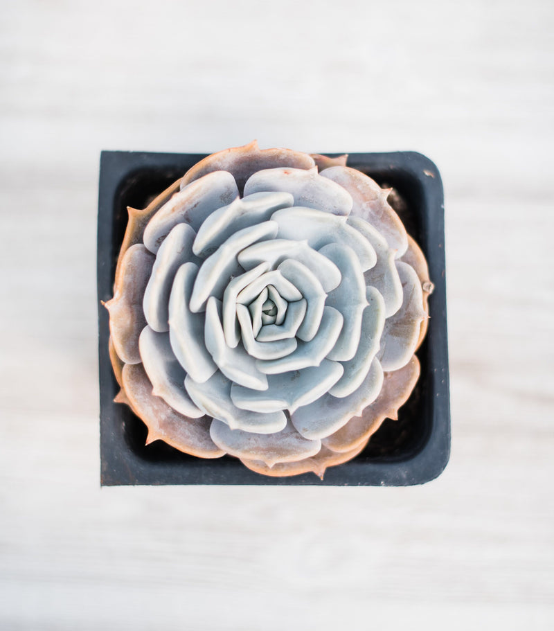 white succulents for sale Echeveria White – In Succulent Love