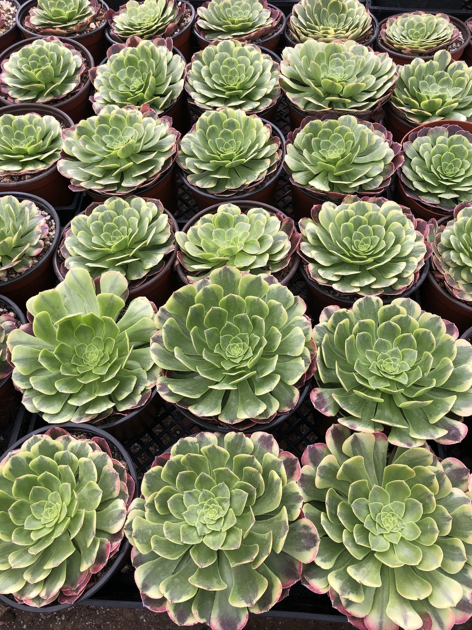 fiesta succulent Aeonium Fiesta – In Succulent Love