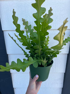 Epiphyllum Anguliger (Ric Rac /Fishbone Cactus )