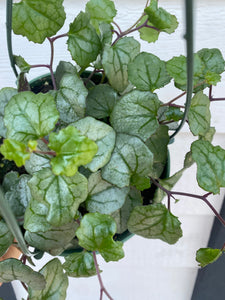 Senecio Mikanioides ‘Silver Heart’ / ‘Giant Heart’