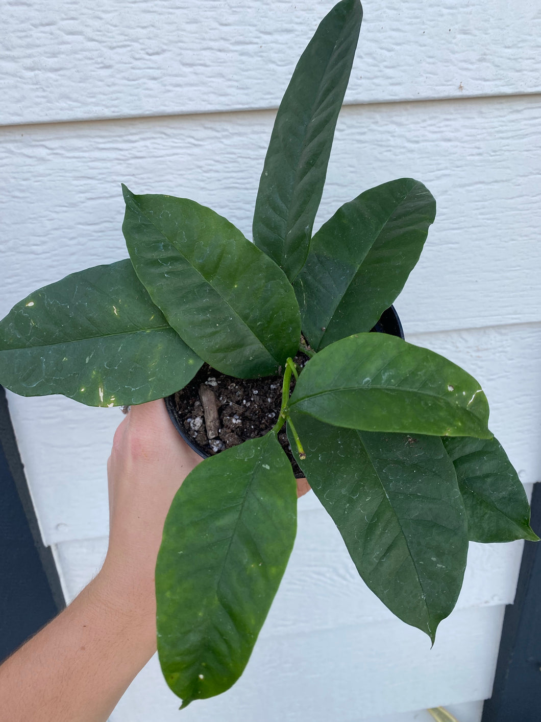 Hoya Shooting Star / MultiFlora