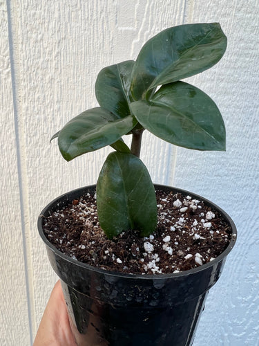 Zenzi Dwarf ZZ Plant