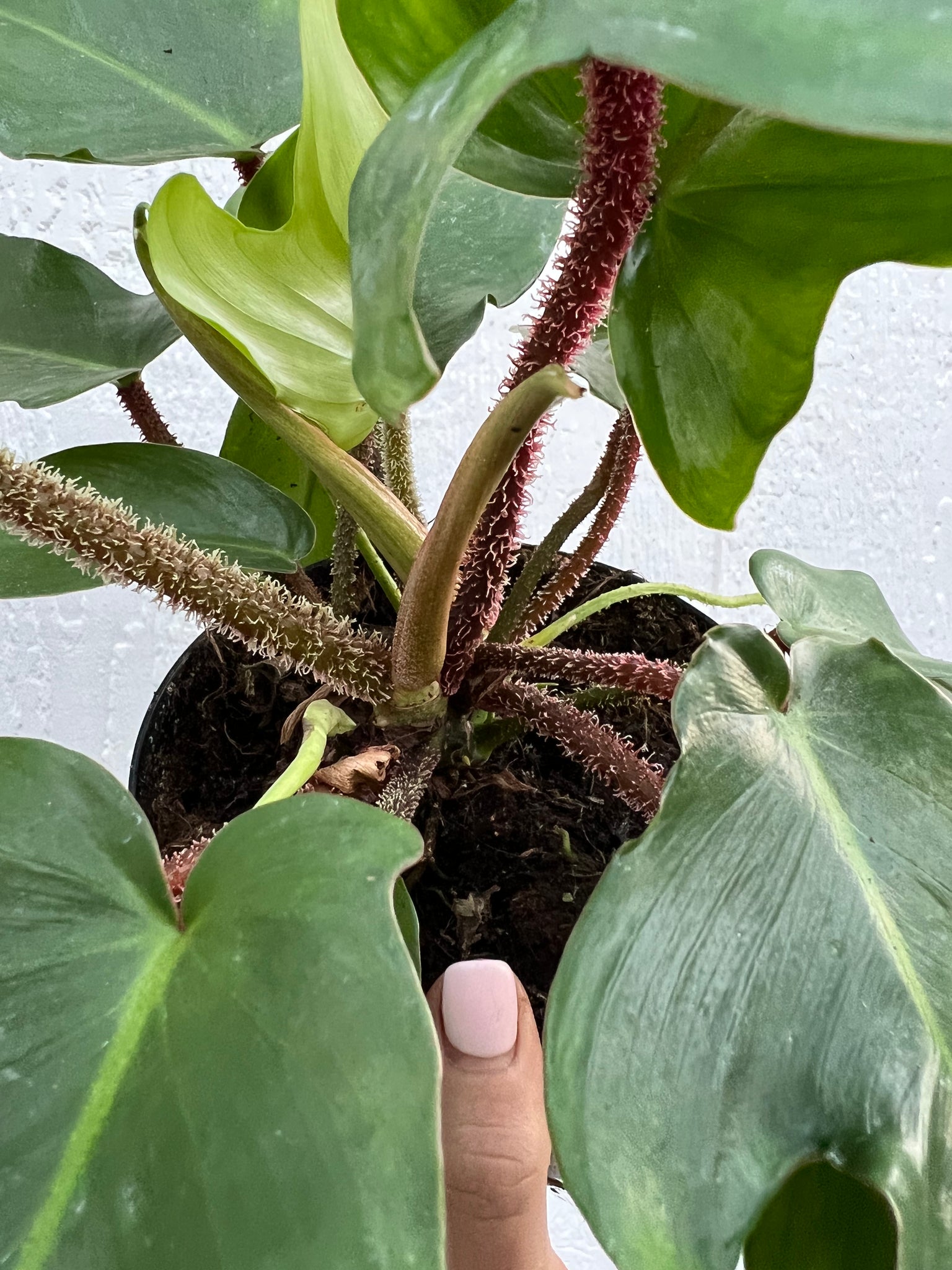 philodendron squamiferum Philodendron Squamiferum – In Succulent Love