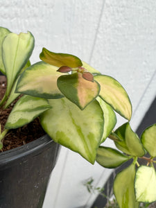 Hoya Heuschkeliana Variegated ( D )