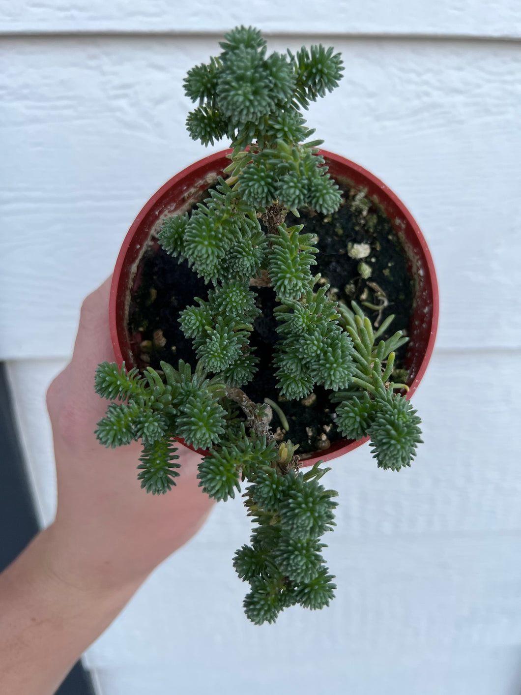 Sedum Miniature Joshua Tree (Sedum Multiceps)