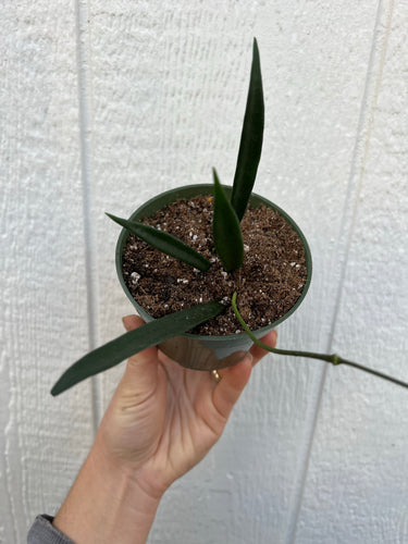 Hoya Shepherdii