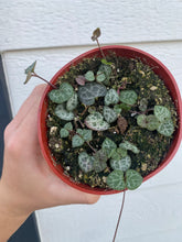 Ceropegia Woodii ‘String of Hearts’