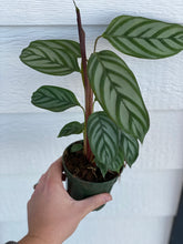 Calathea Setosa Gray Star