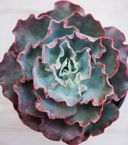 Echeveria Sahara (Patent #USPP27514P3)