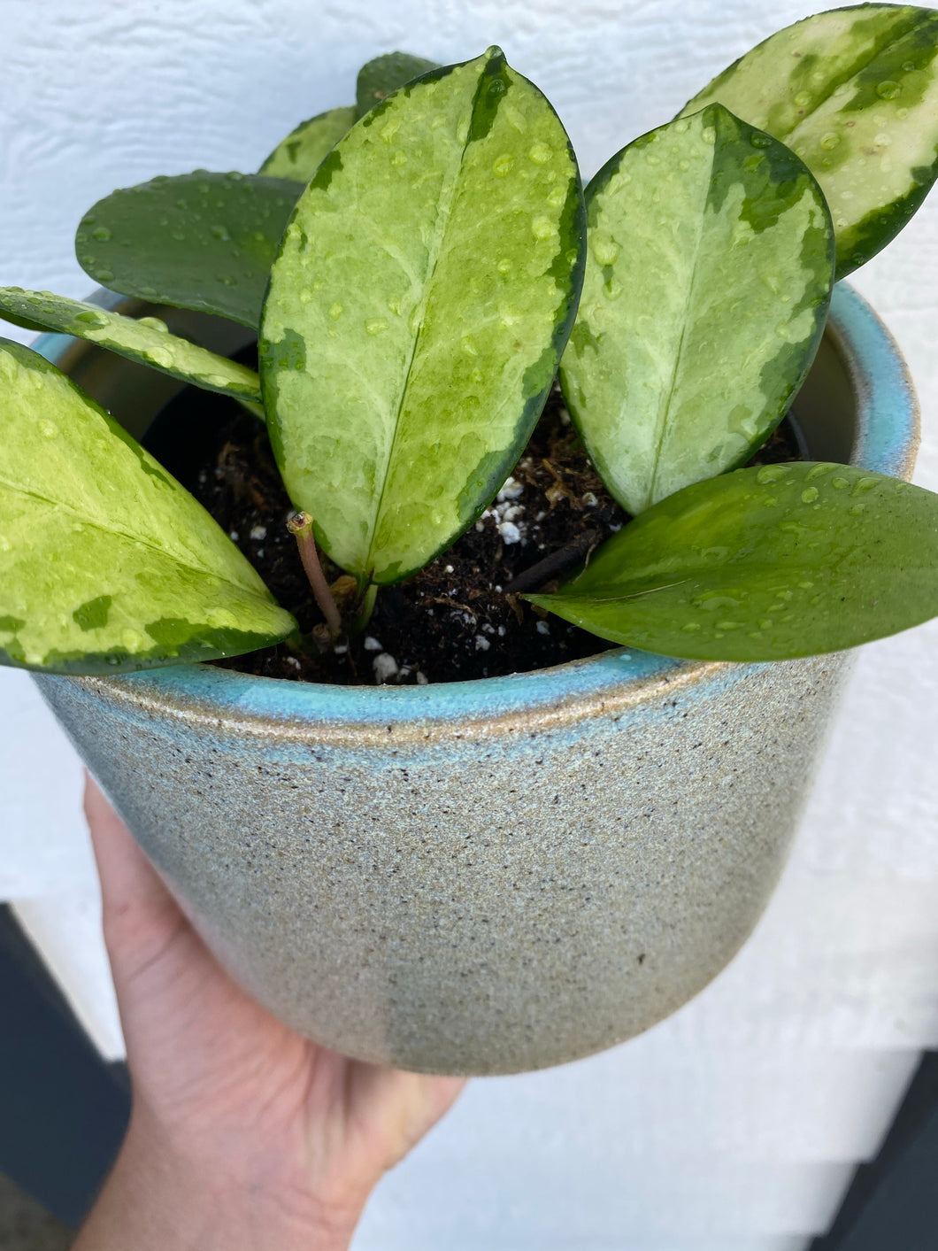 Mint Frosting Planter