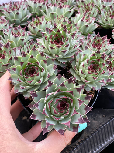 Sempervivum Calcareum: Hens & Chicks