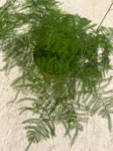 Plumosa Fern (Asparagus Plumosus)