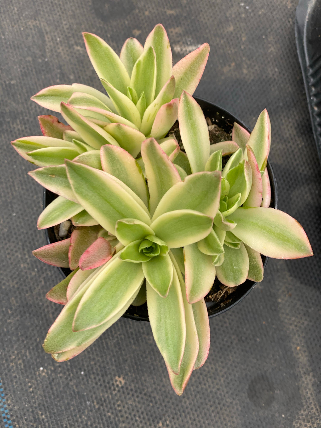 succulent campfire plant Variegated Crassula Campfire