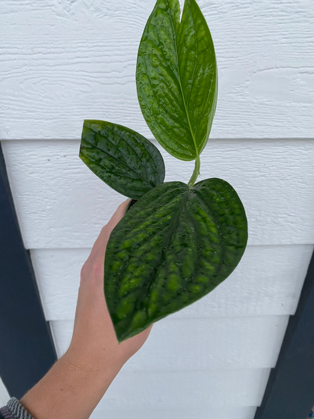 Monstera Peru