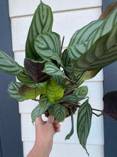 Calathea Setosa Gray Star