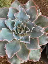 Echeveria Andromeda   - USPP20170099783P1