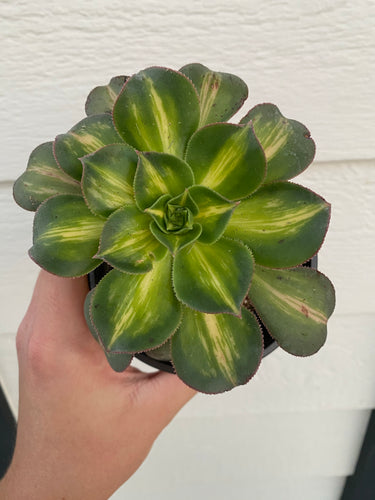 Aeonium Starburst