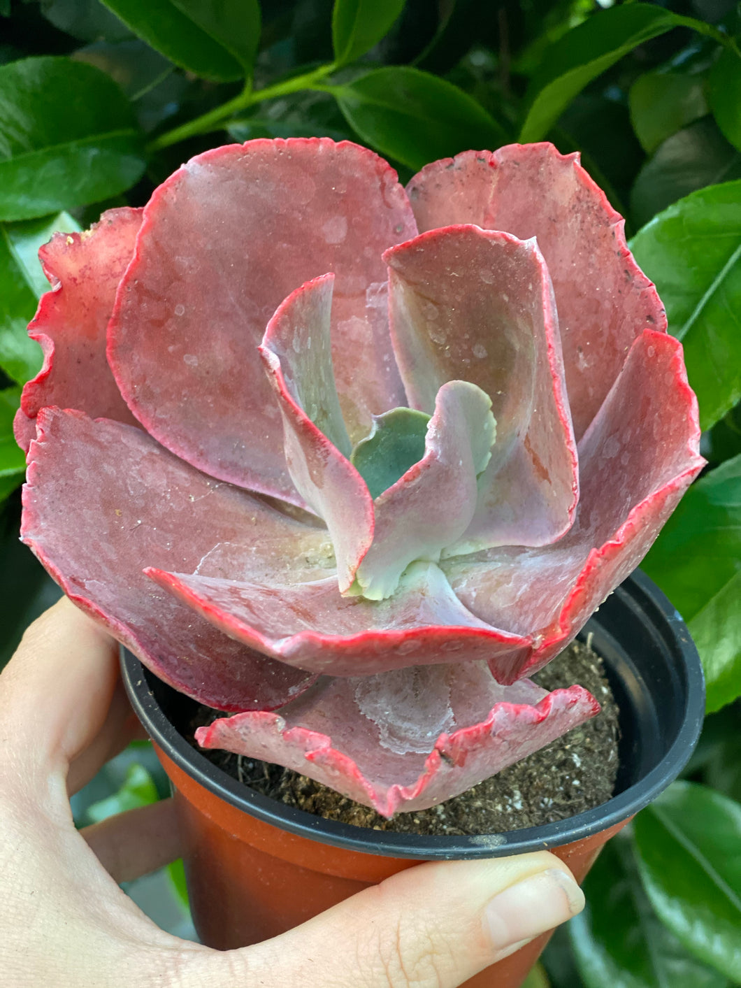 succulents with ruffles Echeveria Red Ruffle