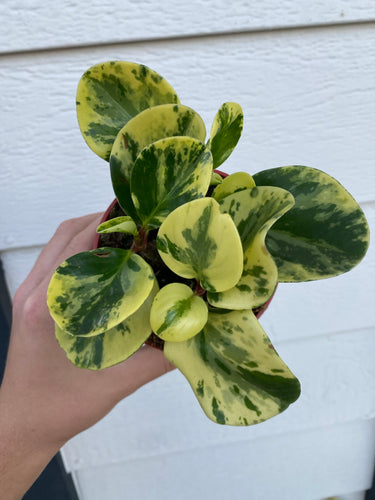 Peperomia obtusifolia 'Golden Gate'