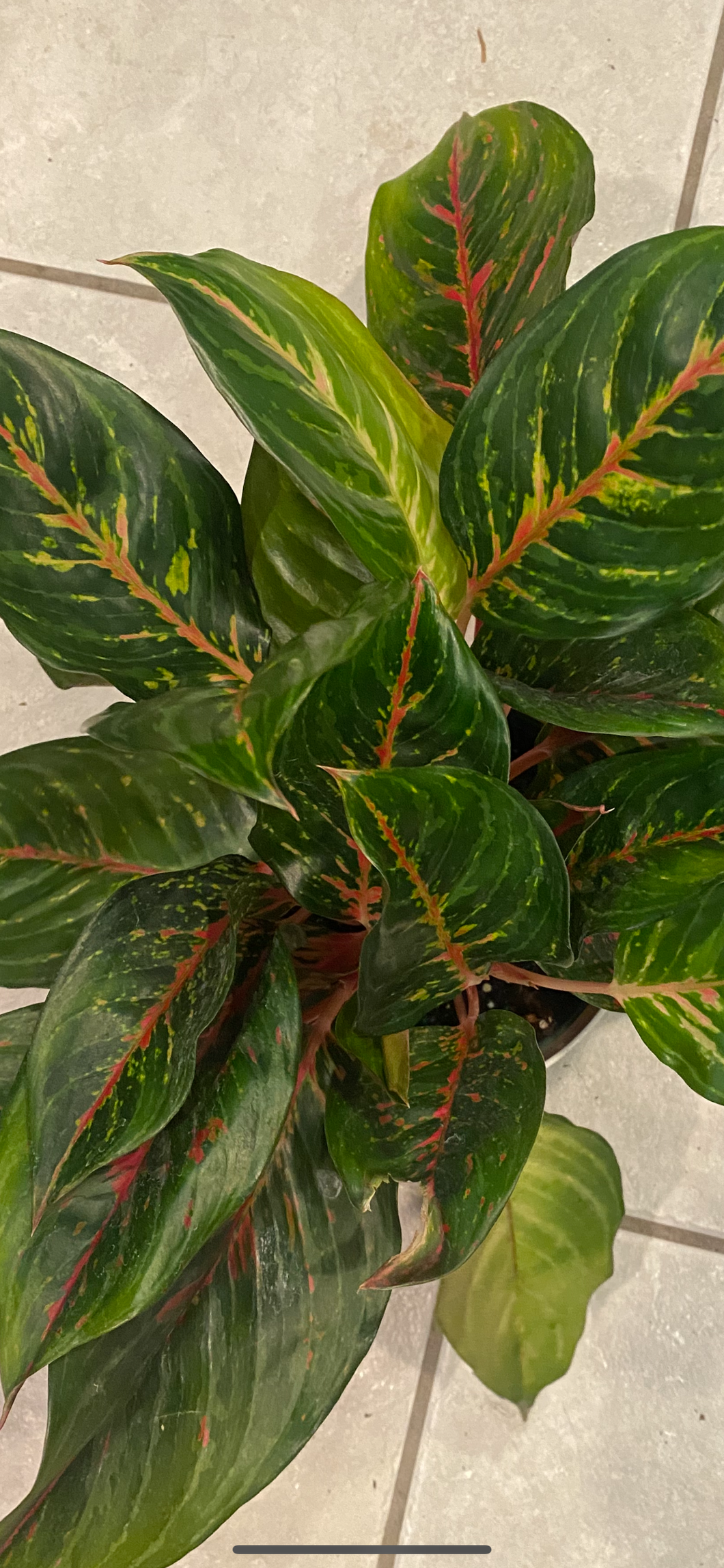 'Rubi' Chinese Evergreen Aglaonema