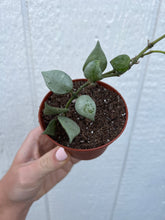 Hoya Krohniana Eskimo / Super Silver