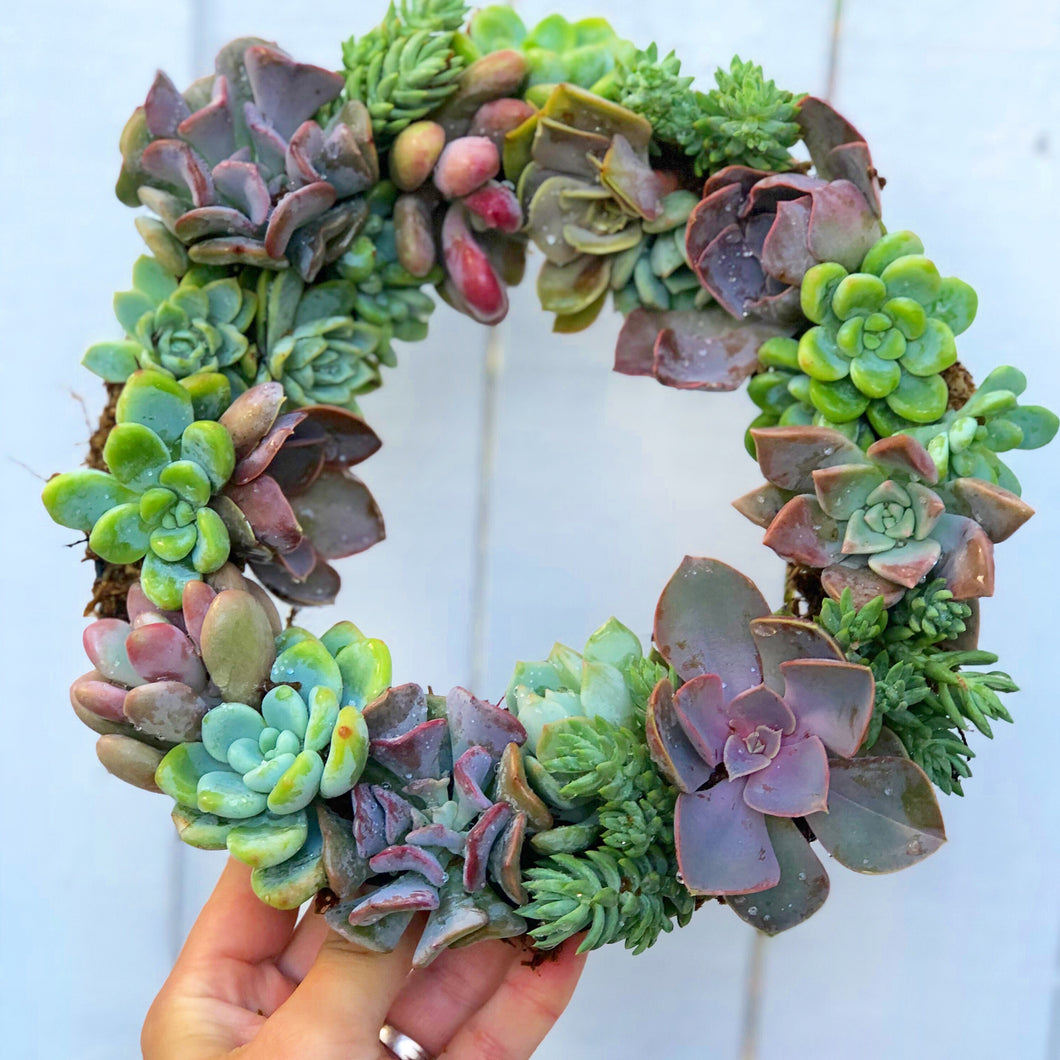 square succulent wreath DIY 8in Succulent Wreath Kit