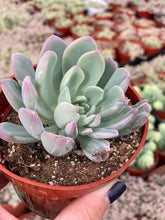 Variegated Pachyveria Scheideckeri ‘Jeweled Crown / Blue Tower’