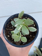 Dischidia Oiantha Variegated ( Silver Falls )