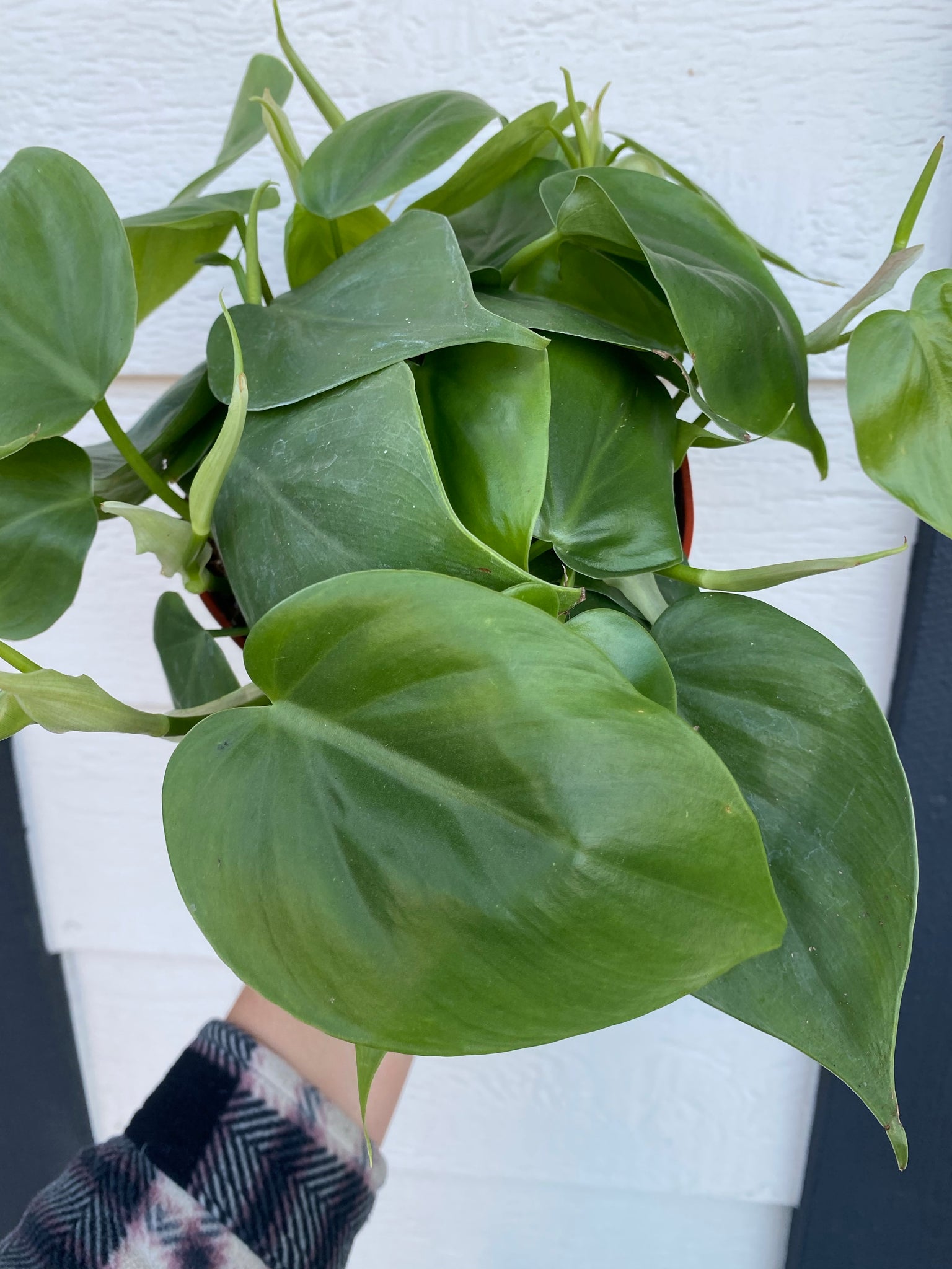 indoor heart shaped leaf plant Philodendron Cordatum (Green Heart Leaf) – In Succulent Love