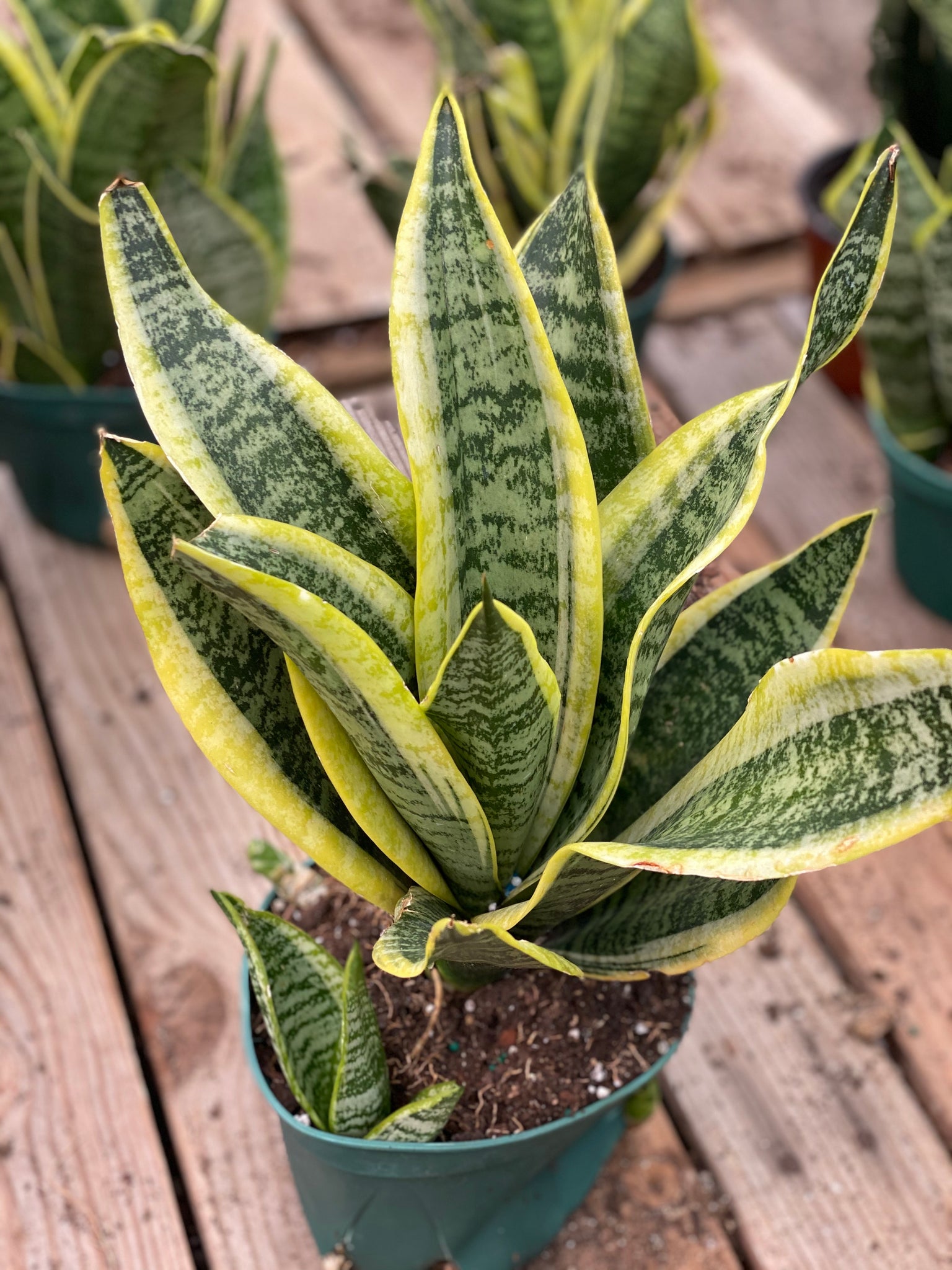sansevieria twist Sansevieria Twist – In Succulent Love