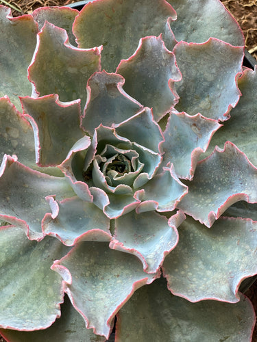 Echeveria Andromeda   - USPP20170099783P1