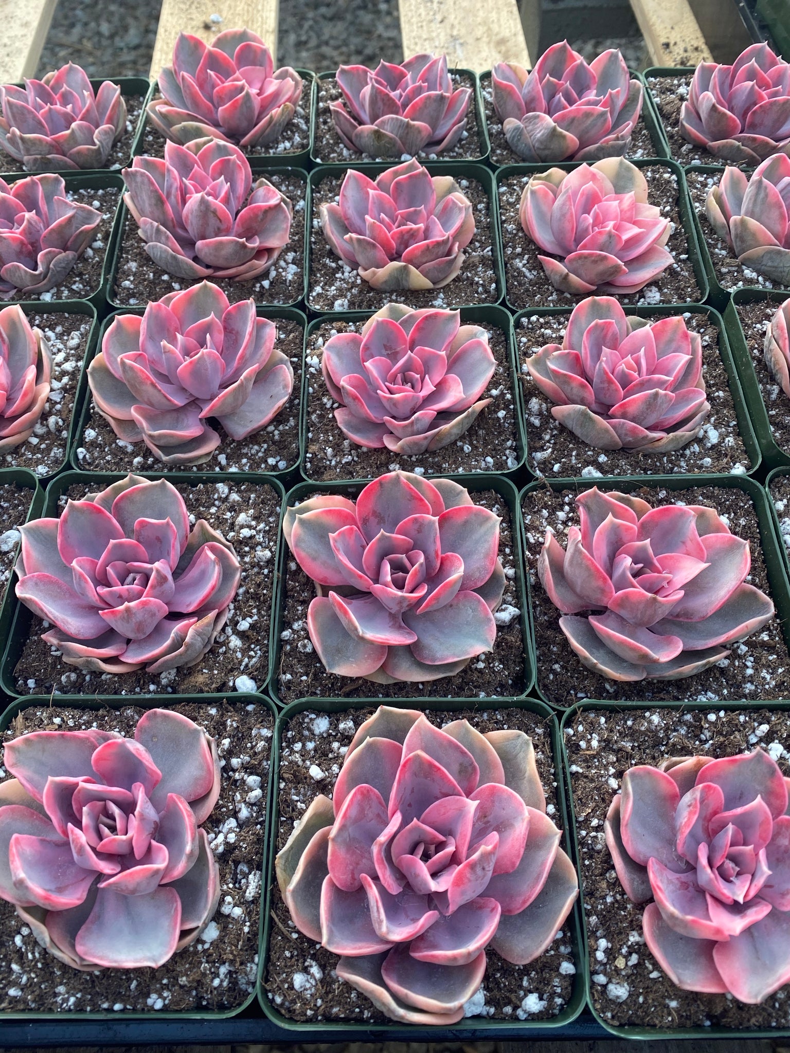 rainbow colored succulents Echeveria Rainbow – In Succulent Love