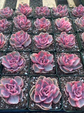 Echeveria Rainbow