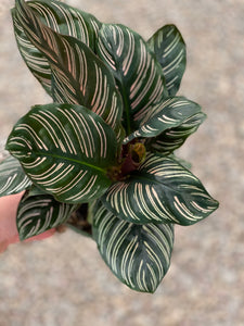 Calathea Ornata Pinstripe