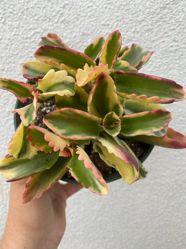 Kalanchoe Fire Rainbow