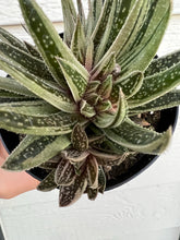 Variegated Gasteraloe *possibly crested* #2