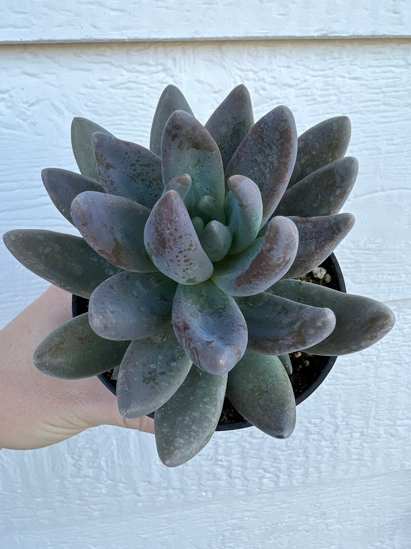 dark red succulent Echeveria Dark Red – In Succulent Love