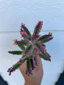 Kalanchoe Pink Butterfly