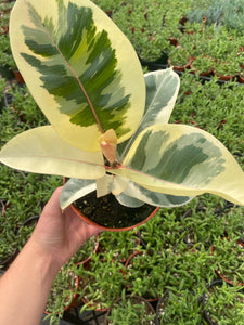 Ficus Tineke Tricolor (Variegated Rubber Tree)