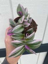 Tradescantia Nanouk Pink Wandering Jewel