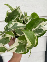 Pothos Pearls & Jade