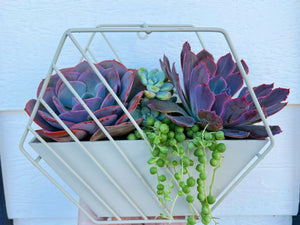 DIY Succulent Hexagon Tin Planter Kit