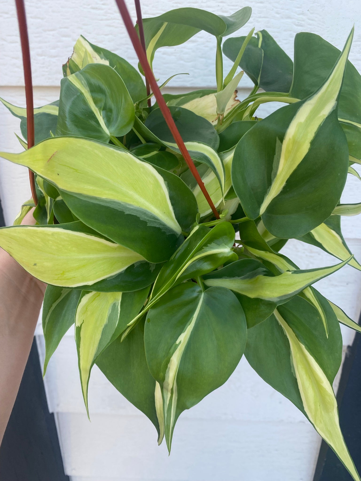 silver stripe philodendron vs brasil Philodendron Silver Stripe – In Succulent Love
